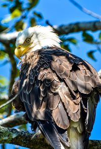 Close-up of eagle perching outdoors