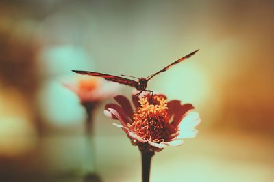 Close-up of butterfly pollinating on flower