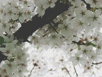 Close-up of white flowers