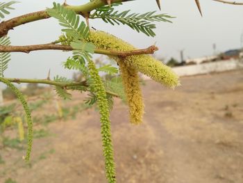 Close-up of plant on beach against sky