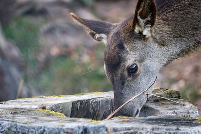 Close-up of horse