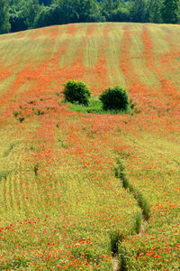 High angle view of trees on field