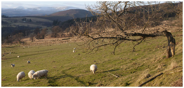 View of sheep grazing in field