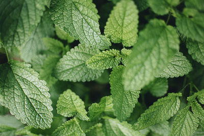 Close-up of mint leaves