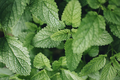 Close-up of leaves