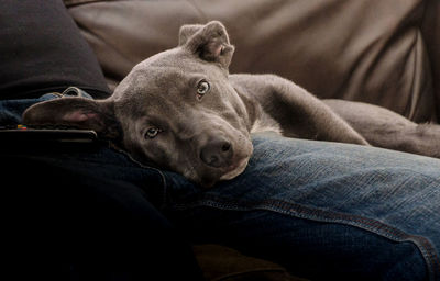 Close-up of dog lying on bed