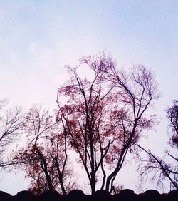 Low angle view of silhouette tree against sky