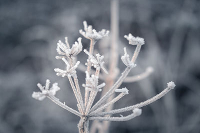 Close-up of frozen plant