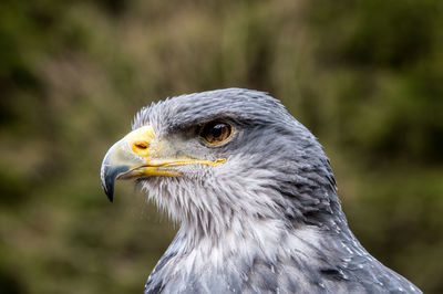 Close-up of a bird looking away