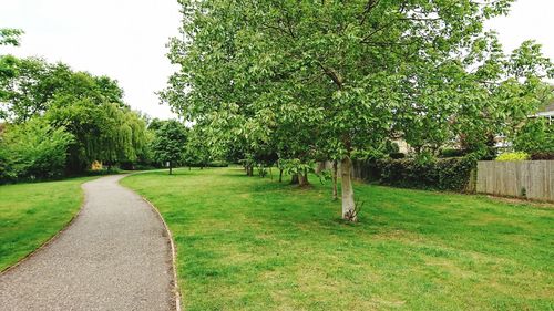 Trees in grass