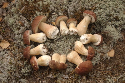 High angle view of crab on field