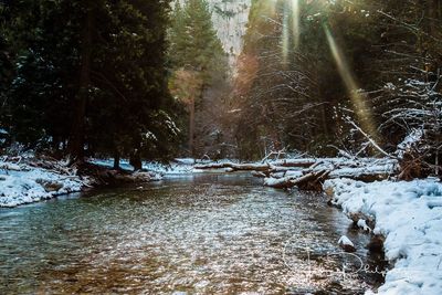 Scenic view of trees in forest