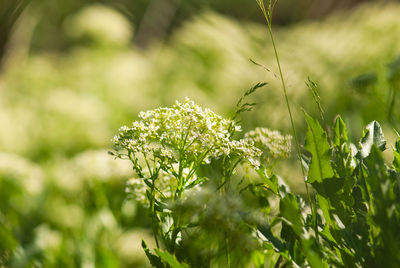 Close-up of flowering plant leaves on land