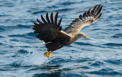 Bird flying over sea