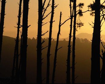 Bare trees at sunset