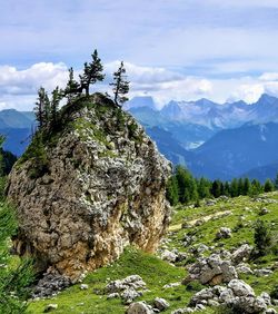 Tree growing on rock against sky