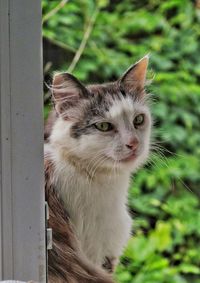 Close-up portrait of cat