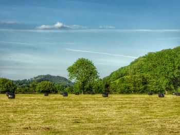 Scenic view of grassy field against sky