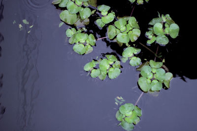 High angle view of potted plant floating on lake