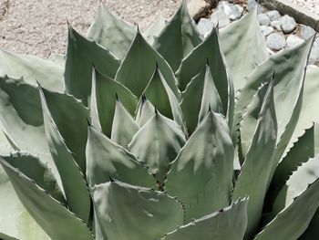 Close-up of prickly pear cactus