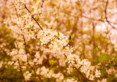 Close-up of white flowers on branch