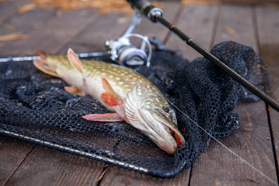 High angle view of fish on table