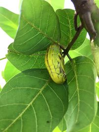 Close-up of insect on plant