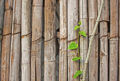 Full frame shot of tree trunk