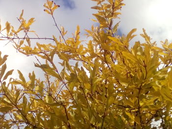 Close-up of yellow flowers against sky