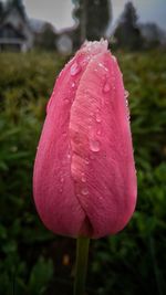 Close-up of pink flower blooming outdoors