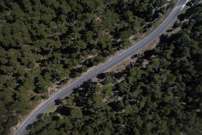 Aerial view of country road amidst trees in forest