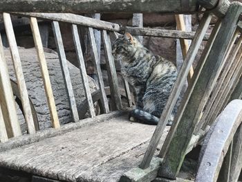 Cat relaxing on wood