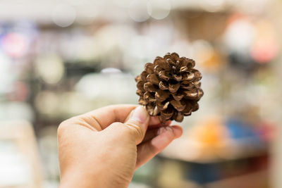 Close-up of hand holding pine cone