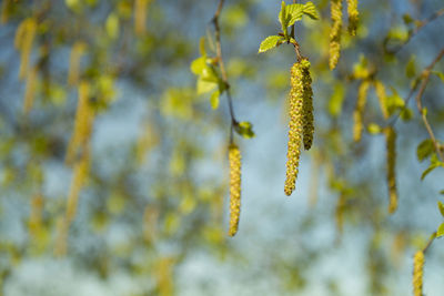 Close-up of yellow flowers against blurred background
