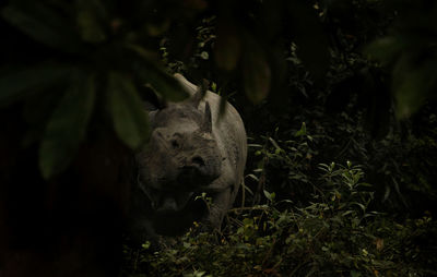 Rhinoceros amidst plants in forest