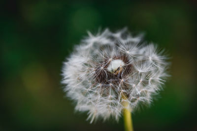 Close-up of dandelion flower