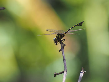 Close-up of insect on plant