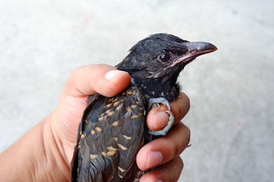 Close-up of hand holding bird