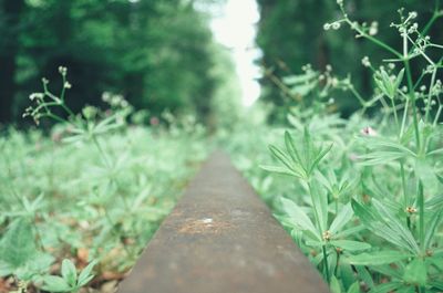 Close-up of plants against trees