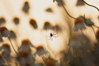 Close-up of insect