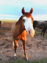 Horse standing in ranch