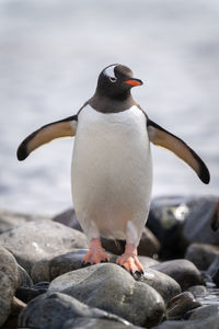 Gentoo penguin stands on rocks stretching flippers