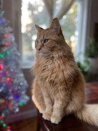 Cat looking away while sitting on window