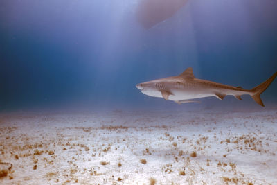 A tiger shark - galeocerdo cuvier - in bimini, bahamas