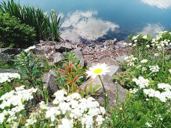 High angle view of white flowering plants