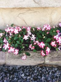 High angle view of pink flowering plants