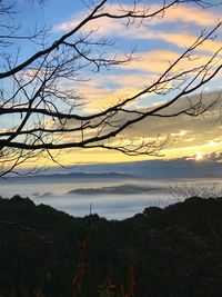 Scenic view of bare trees against sky during sunset