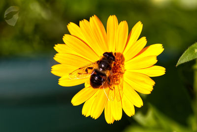 Bee pollinating flower