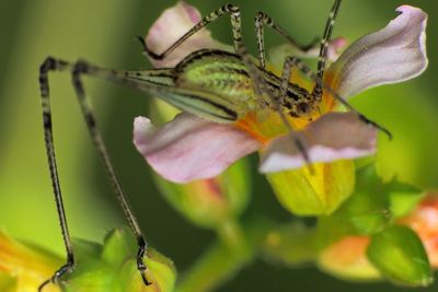 Close-up of insect on flower