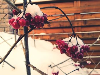 Close-up of snow covered rose hips